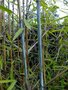 Fargesia nitida 'Gansu', Bamboe 5L 40/50