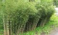 Fargesia robusta 'Pingwu', Bamboe 10L 100/125