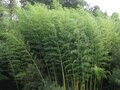 Phyllostachys nigra, Bamboe 5L 100/125