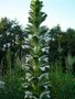 Acanthus 'Jeff Albus' P9, Stekelige berenklauw