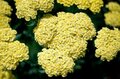 Achillea 'Taygetea' ,Duizendblad