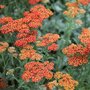 Achillea millefolium 'Walther Funcke', Duizendblad