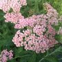 Achillea millefolium 'Apfelblute' ® , Duizendblad (=Apple Blossom)