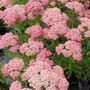 Achillea millefolium 'Apricot Delight' ® , Duizendblad