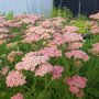 Achillea millefolium 'Lachsschonheit' ® , Duizendblad