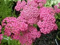 Achillea millefolium 'Pink Grapefruit' ® , Duizendblad