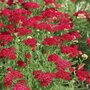 Achillea millefolium 'Red Velvet', Duizendblad