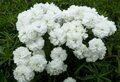 Achillea ptarmica 'Perry's White', Duizendknoop