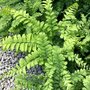 Adiantum pedatum 'Imbricatum', Venushaar