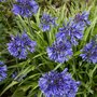 Agapanthus 'Black Pantha', Afrikaanse lelie