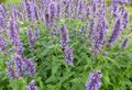 Agastache 'Serpentine', ® Anijsplant, Dropplant