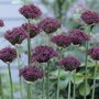 Allium 'Atropurpureum', Sierui