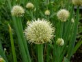 Allium fistulosum, Grof bieslook