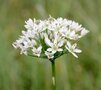 Allium ramosum, Siberische look