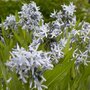 Amsonia tabernaemontana salicifolia, stermaagdenpalm