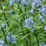 Amsonia taber. 'J.S. Stella Azul', stermaagdenpalm