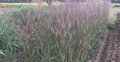 Andropogon 'Weinheim Burgundy', Baardgras