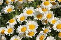 Anthemis hybrida 'Sauce Hollandaise', Kamille