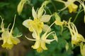 Aquilegia 'Yellow Queen', Akelei