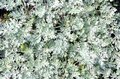 Artemisia absinthium 'Lambrook Silver', Alsem