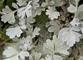 Artemisia stelleriana 'Boughton Silver', Bijvoet (= Mori's Form)