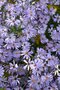 Aster cordifolius 'Photograph', Herfstaster