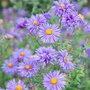 Aster ericoides 'Blue Star', Heideaster