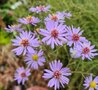 Aster laevis 'Anneke Van der Jeugd', Gladde Aster