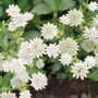 Astrantia major 'Star of Billion', ® Zeeuws knoopje