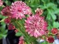 Astrantia major 'Venice', ® Zeeuws knoopje