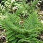 Athyrium otophorum 'Okanum', Japanse wijfjesvaren