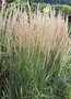 Calamagrostis acutiflora 'Waldenbuch', Struisriet