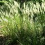 Calamagrostis arundinacea, Vedergras