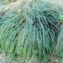 Carex flacca 'Buis', Zegge