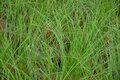 Carex Howardii 'Phoenix Green', Zegge