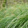 Carex lenta 'Osaka', Zegge