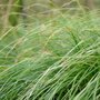 Carex lenta 'Osaka', Zegge