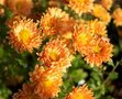 Chrysanthemum 'Kleiner Bernstein', Margriet