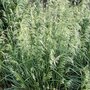 Deschampsia cespitosa 'Pixie Fountain', Smele