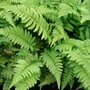 Dryopteris 'Cycadina', Olifantenslurfvaren