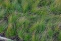 Festuca 'Walberla', Zwenkgras