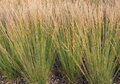 Molinia caerulea 'Strahlenquelle', Pijpestrootje