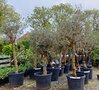 Olea europaea, Jonge Olijfbomen