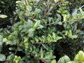 Ilex cren. 'Convexa' P9, 10-20 Hulst