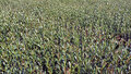 Phillyrea angustifolia, 3L, Steenlinde