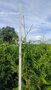 Thuja Atrovirens, 180-200 Kluit, Haagplant, Levensboom