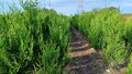 Thuja Atrovirens, 180-200 Kluit, Haagplant, Levensboom