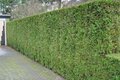 Thuja Atrovirens, 180/200 Kluit, Haagplant, Levensboom