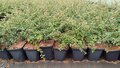 Cotoneaster 'Coral Beauty', 1.5L Dwergmispel