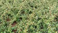 Cotoneaster 'Coral Beauty', 1.5L Dwergmispel